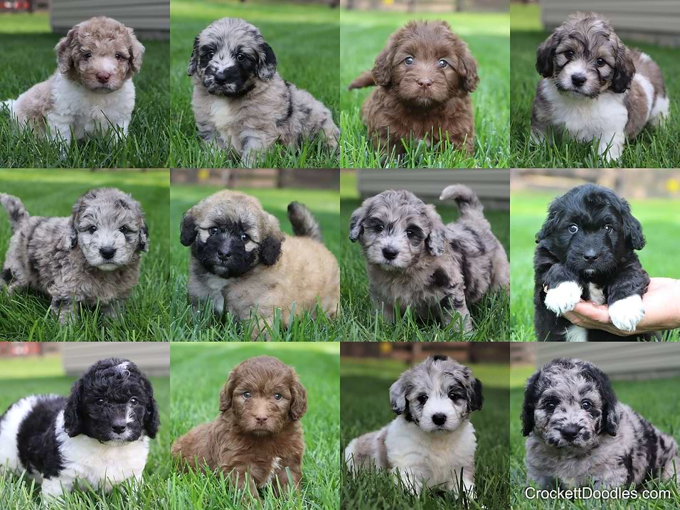 One of our most colorful Mini Newfiedoodle litters at Crockett Doodles