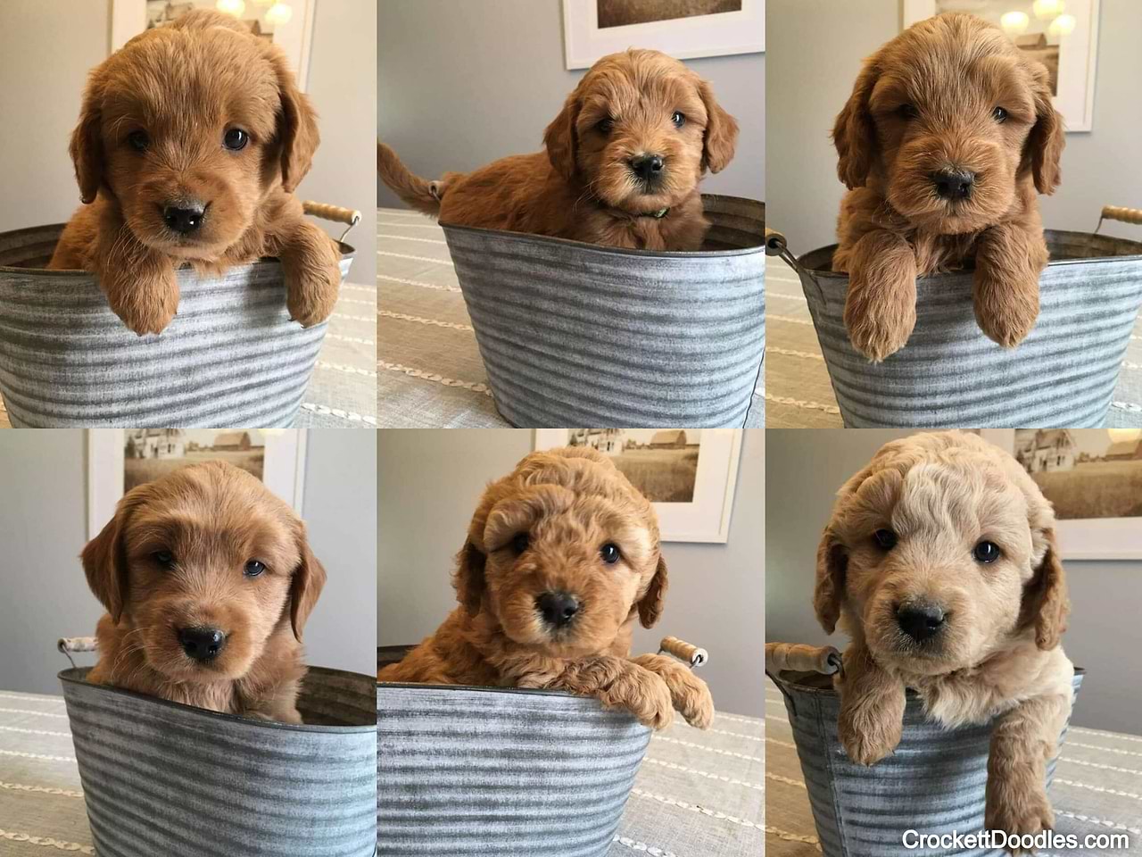 Multigen Mini Goldendoodles with F1 Goldendoodle mom and F1b Goldendoodle dad; some wavy coats; some curly coats