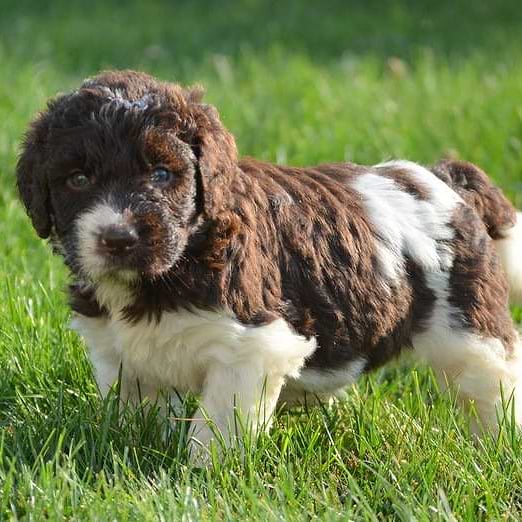 chocolate/white Newfiedoodle