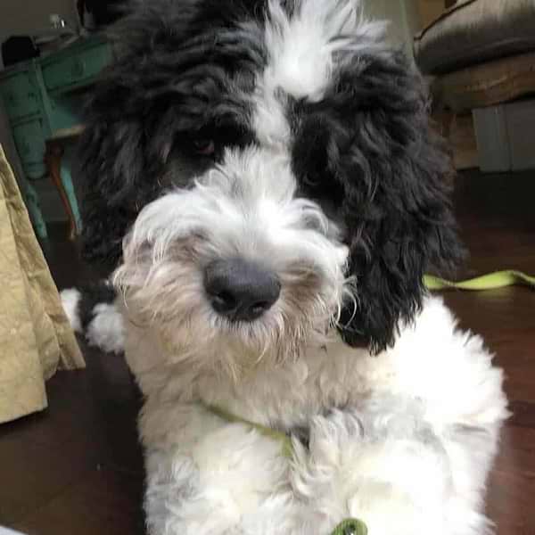 Parti Saint Berdoodle