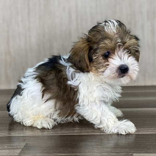 Parti Yorkiepoo
