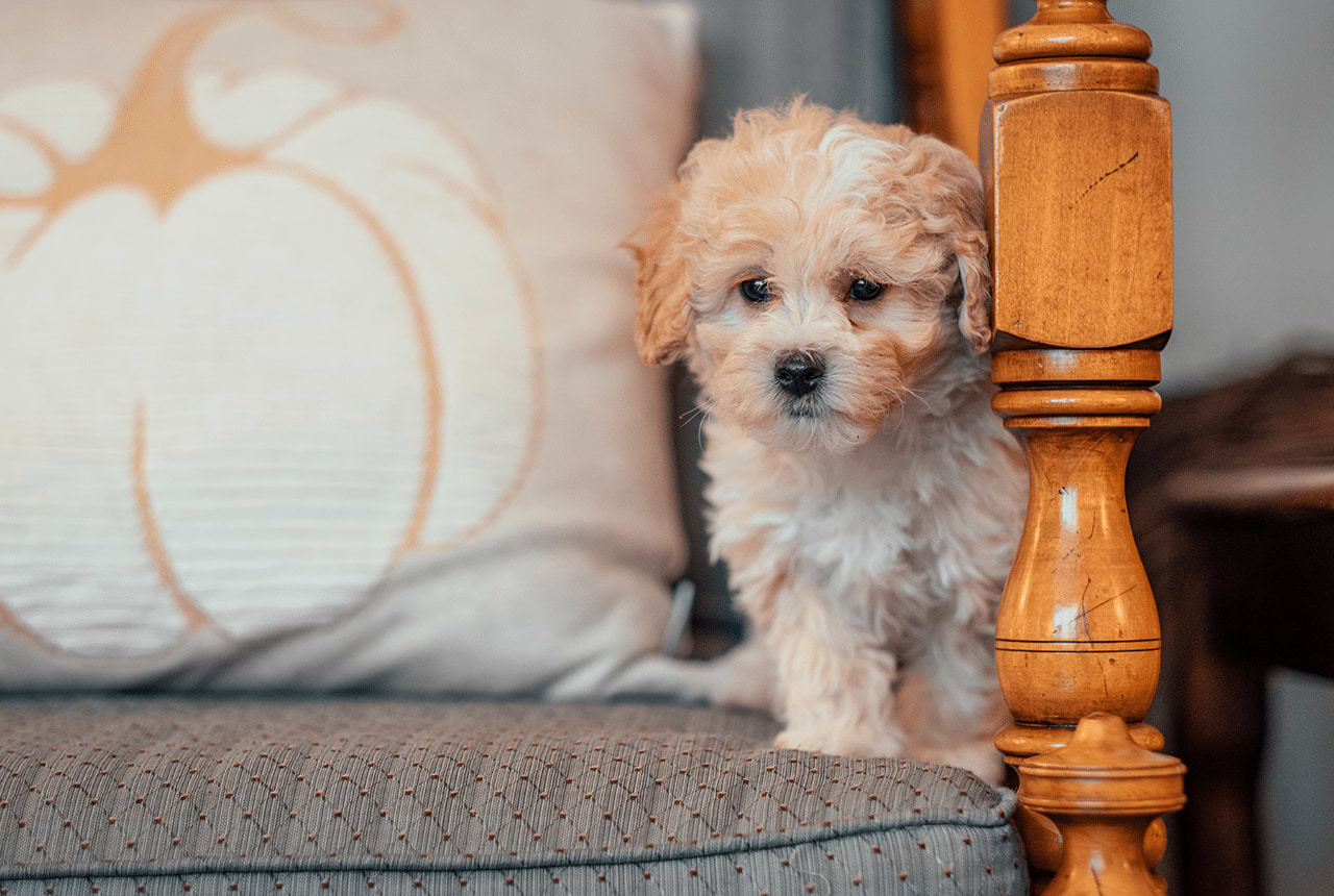 A Petite Maltipoo