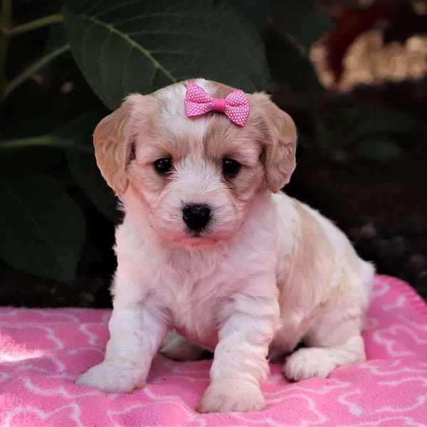 Pink Bow Cavachon