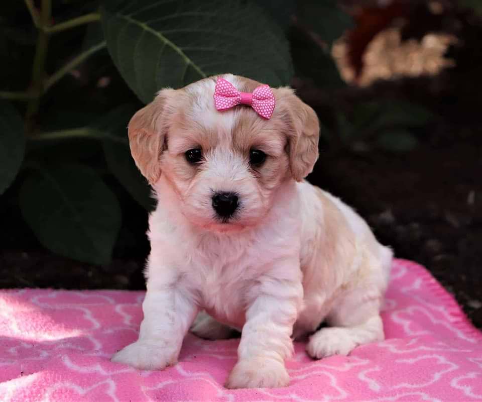 Pink Bow Cavachon