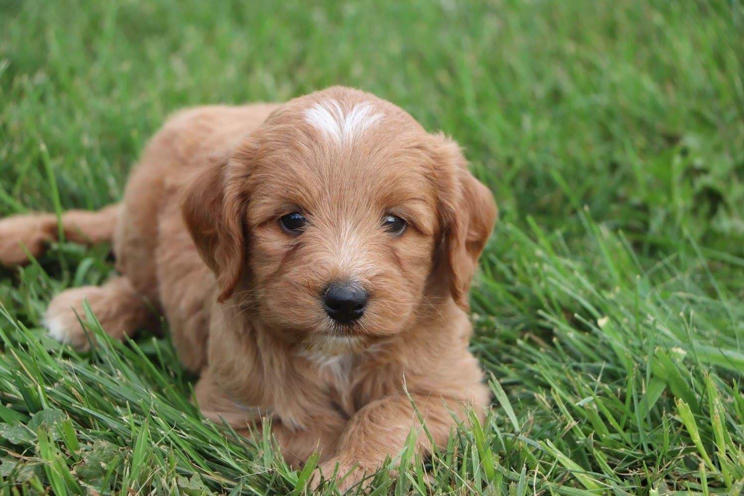 Light Red Labradoodle from Crockett Doodles