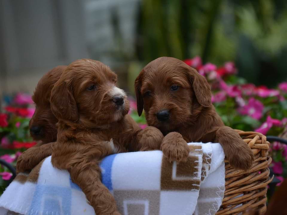 Red Irishdoodle