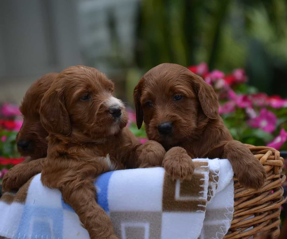 Red Irishdoodle