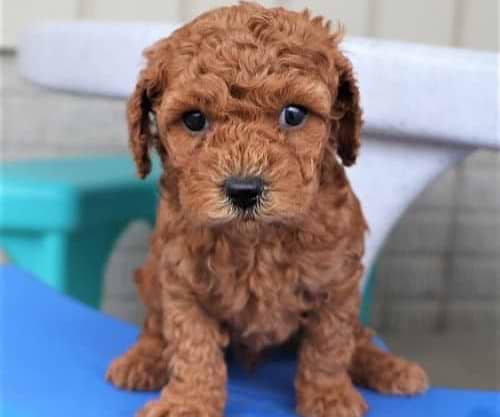 Red Maltipoo