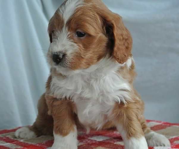 Red/white Maltipoo