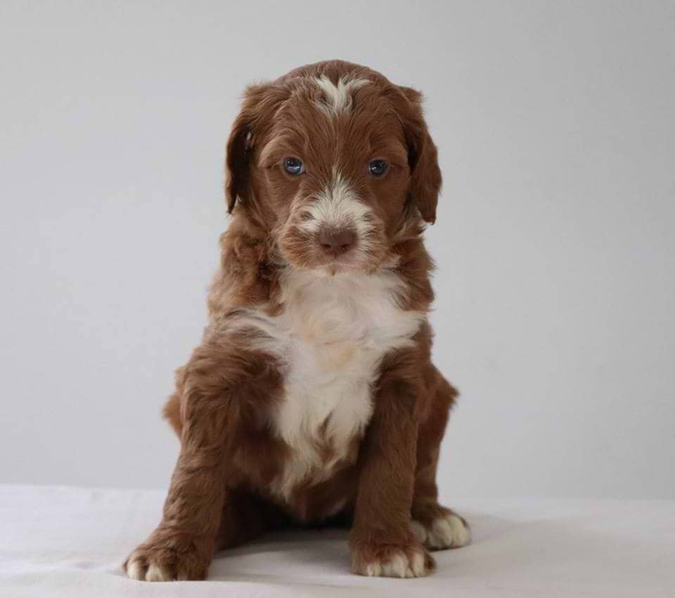 Red Tuxedo Labradoodle from Crockett Doodles