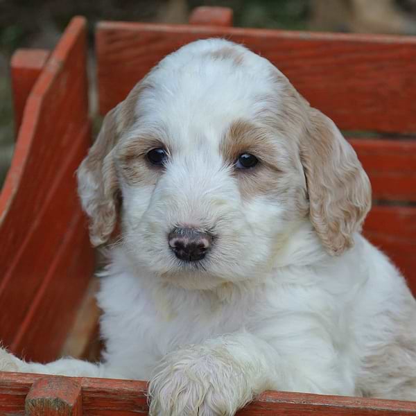 Red and White Sheepadoodle