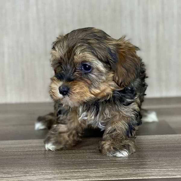Red Sable Yorkiepoo