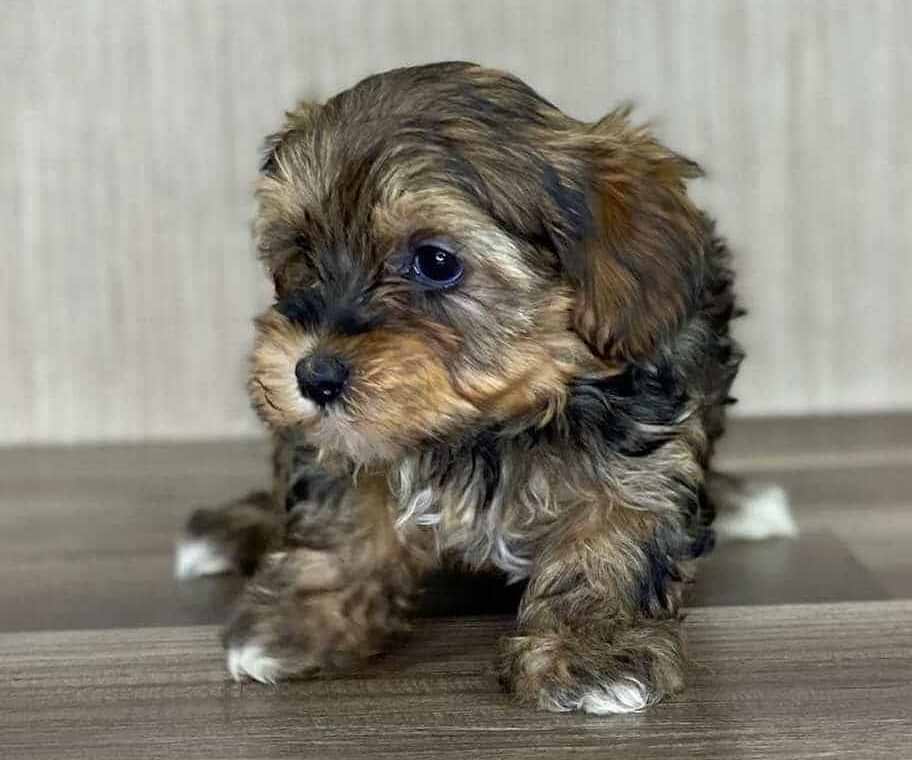 Red Sable Yorkiepoo