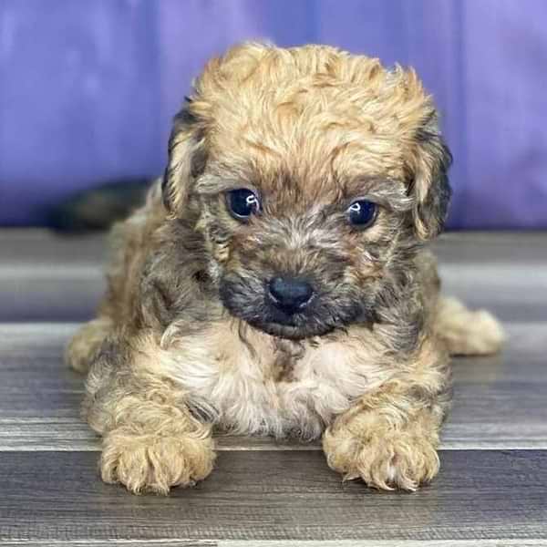 Sable Yorkiepoo