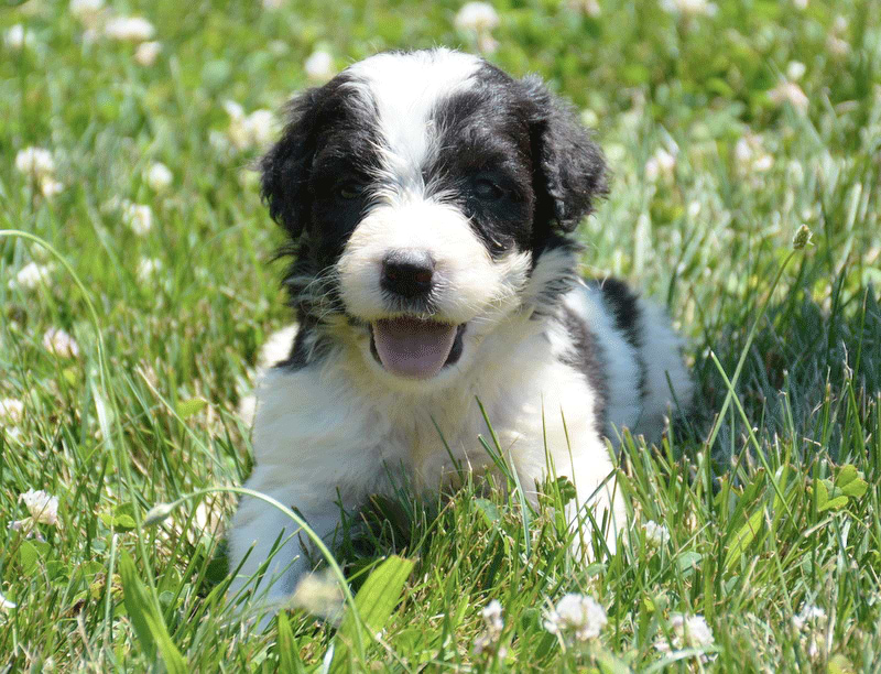 Saint Berdoodle Available