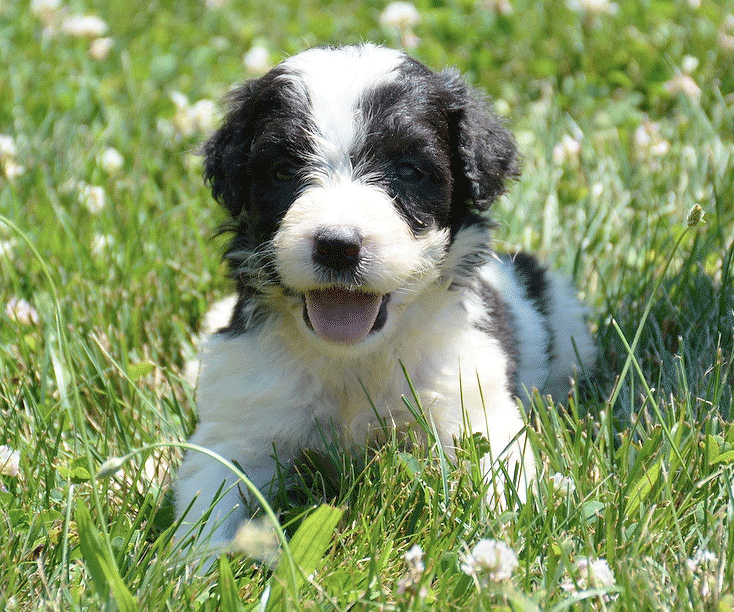 Saint Berdoodle Available