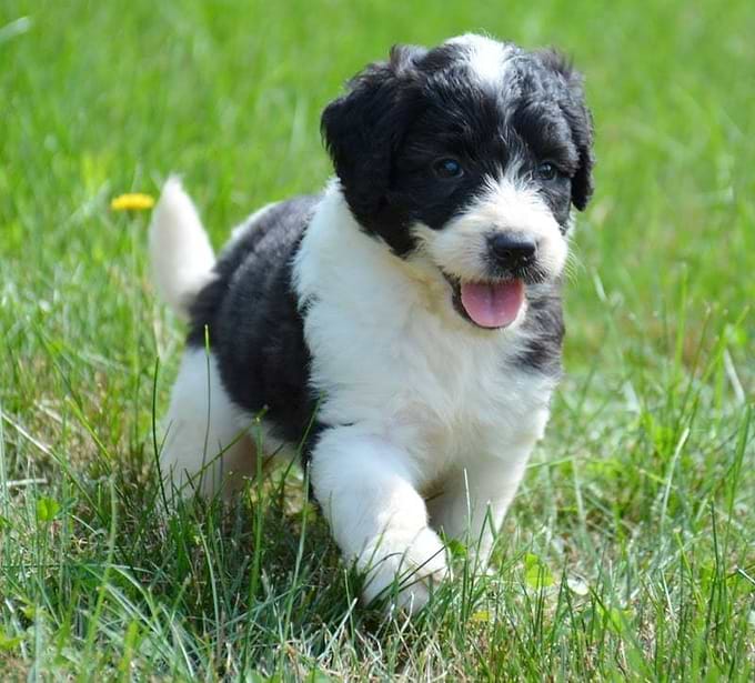 Saint Berdoodle
