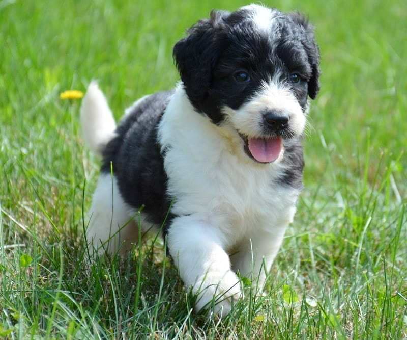Saint Berdoodle