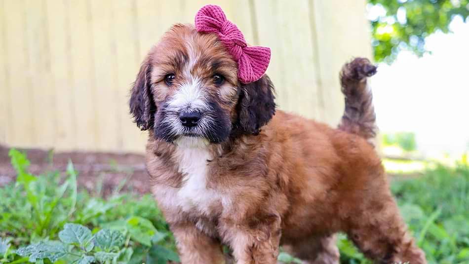 Sable Saint Berdoodle Puppy