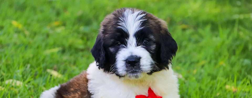 Parti-color Saint Berdoodle Puppy