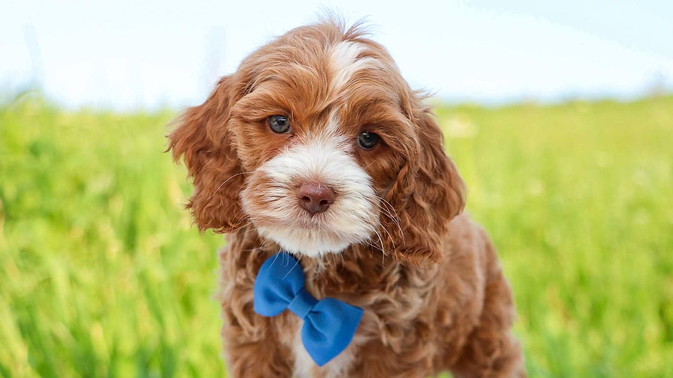Brown/White Cockapoo Puppy
