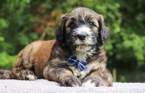 Multi-color Sheepadoodle Puppy