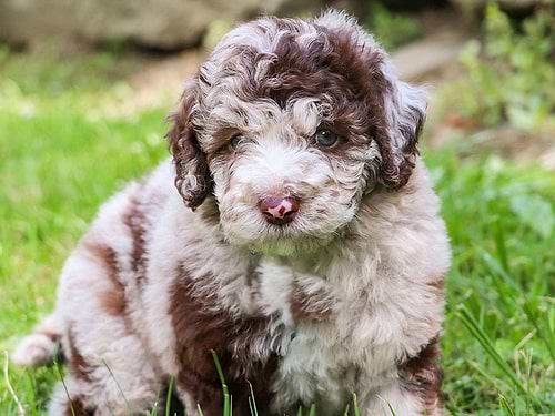 Sheepadoodles for sale