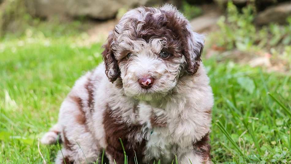 Sheepadoodles for sale