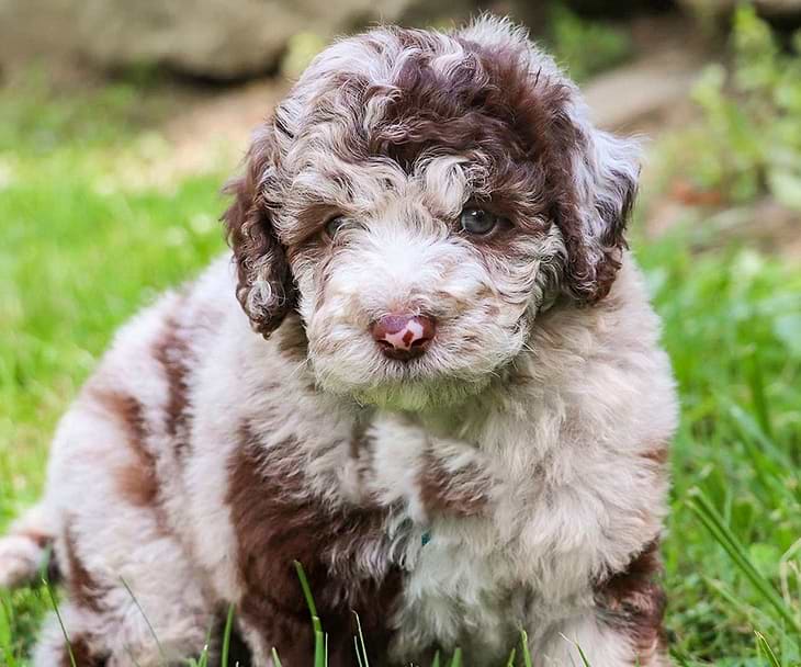 Sheepadoodles for sale