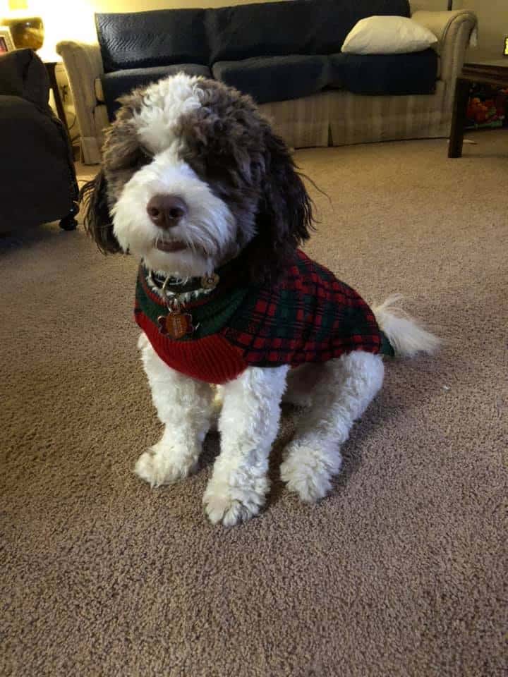 Springerdoodle Puppy