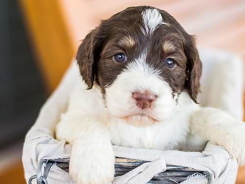 Springerdoodles for sale