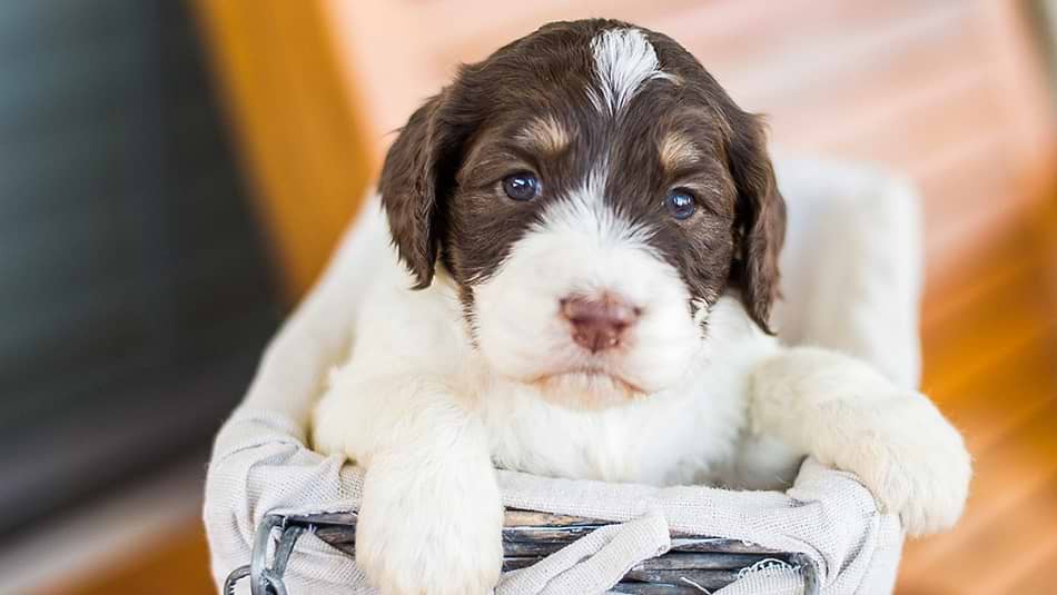 Springerdoodles for sale
