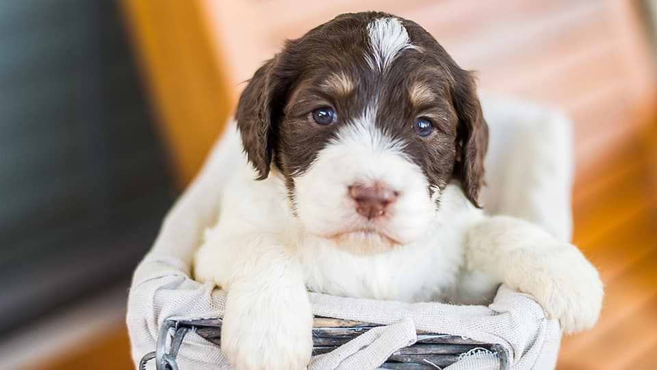 Springerdoodles for sale
