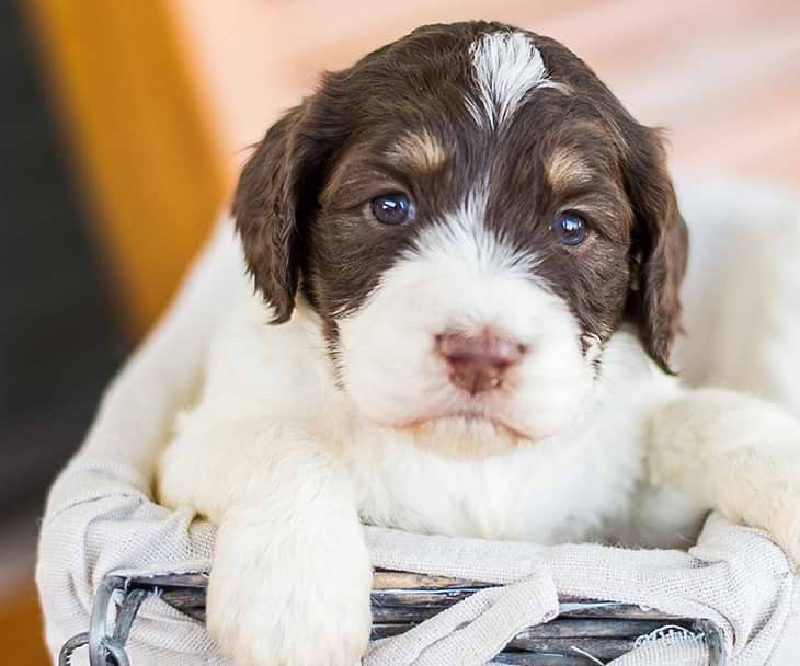 Springerdoodles for sale
