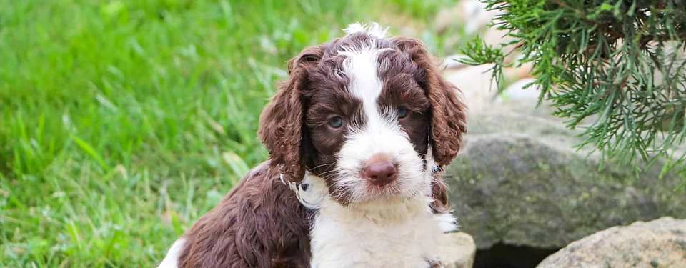Brown Springerdoodle Puppy