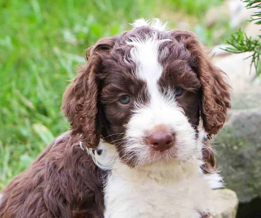 Brown Springerdoodle Puppy