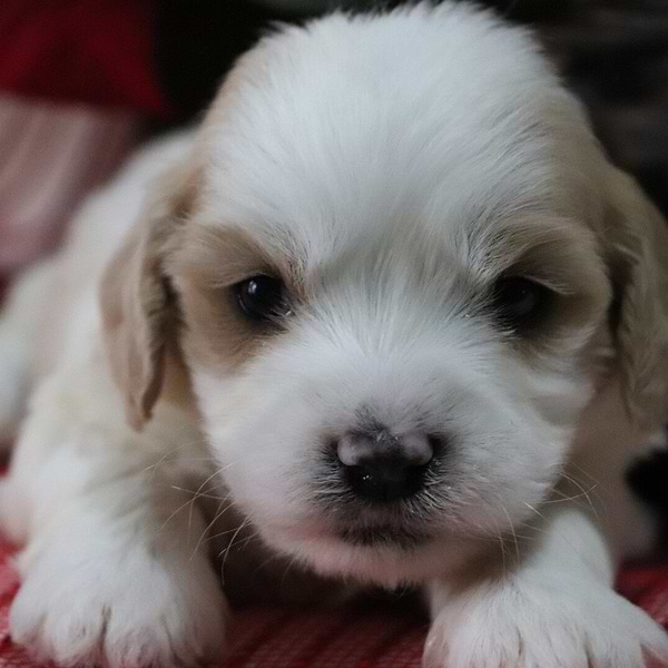 Sweet Cavachon