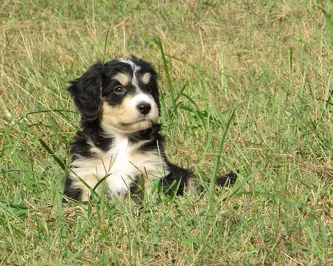 Swiss Doodle (mini Bernedoodle crossed with an Aussiedoodle) from Crockett Doodles