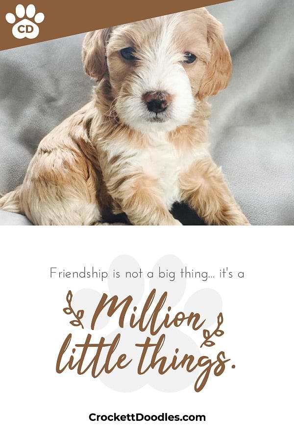 Toy Goldendoodle Crockett Doodles