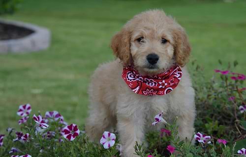 Traditional Mini Goldendoodle