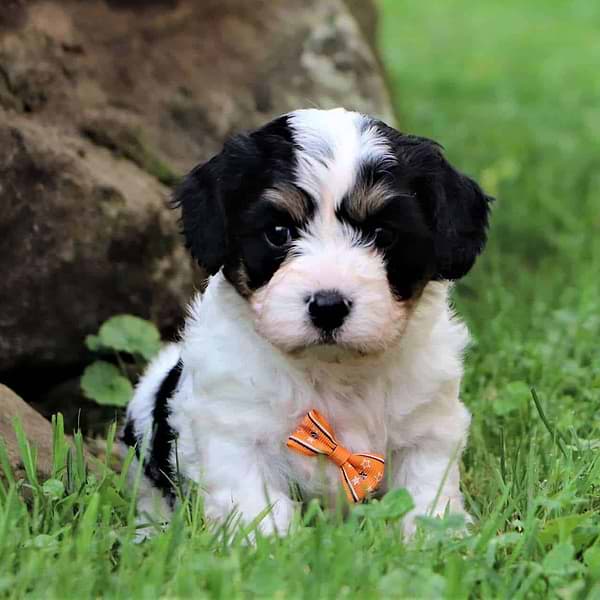 Tri-color Cavachon