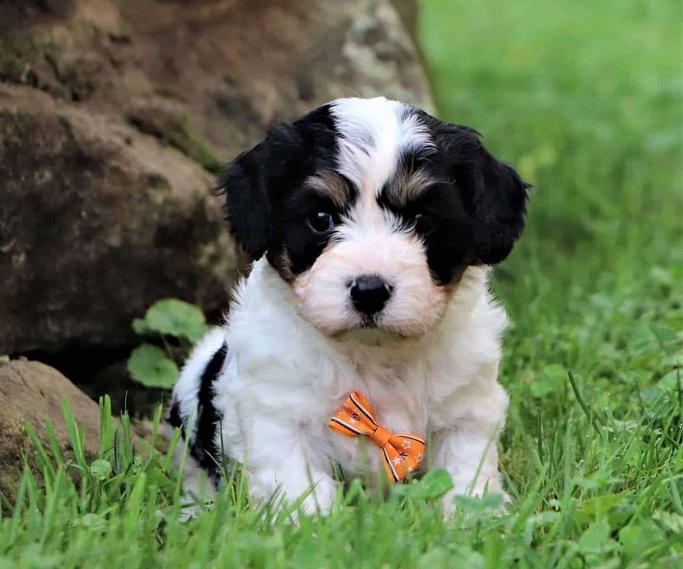Tri-color Cavachon