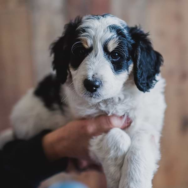 White Tri-color Swiss Doodle