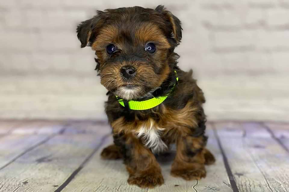 Yorkipoo