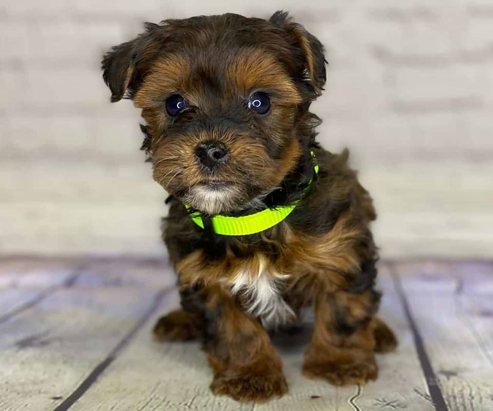 Yorkipoo