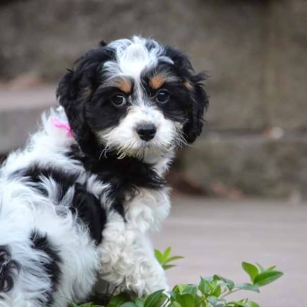 Tri-color Springerdoodle