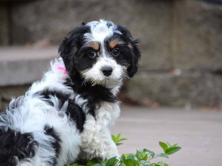 Tri-color Springerdoodle