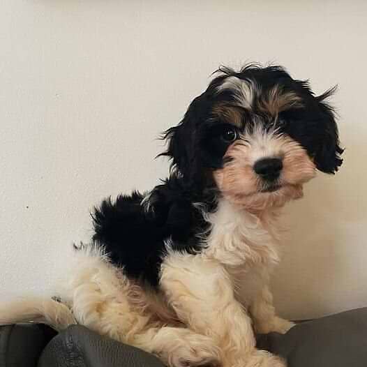 Tricolor Cavachon