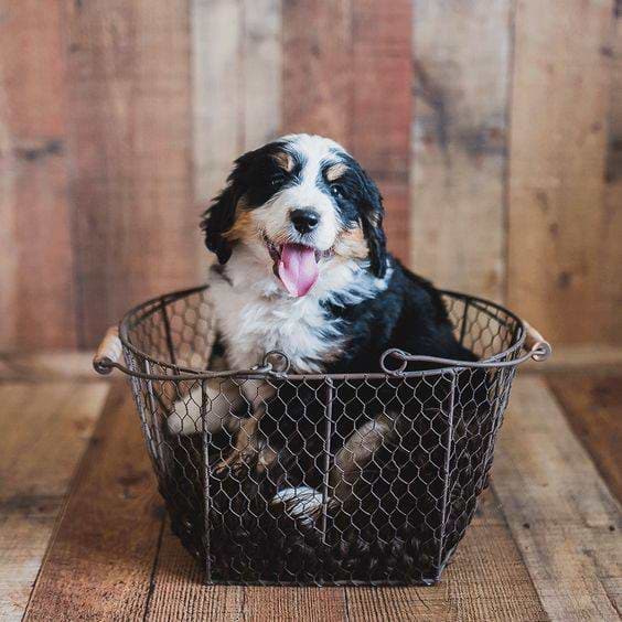 Tricolor Swiss Doodle