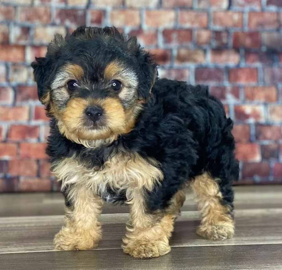Tri color Yorkipoo